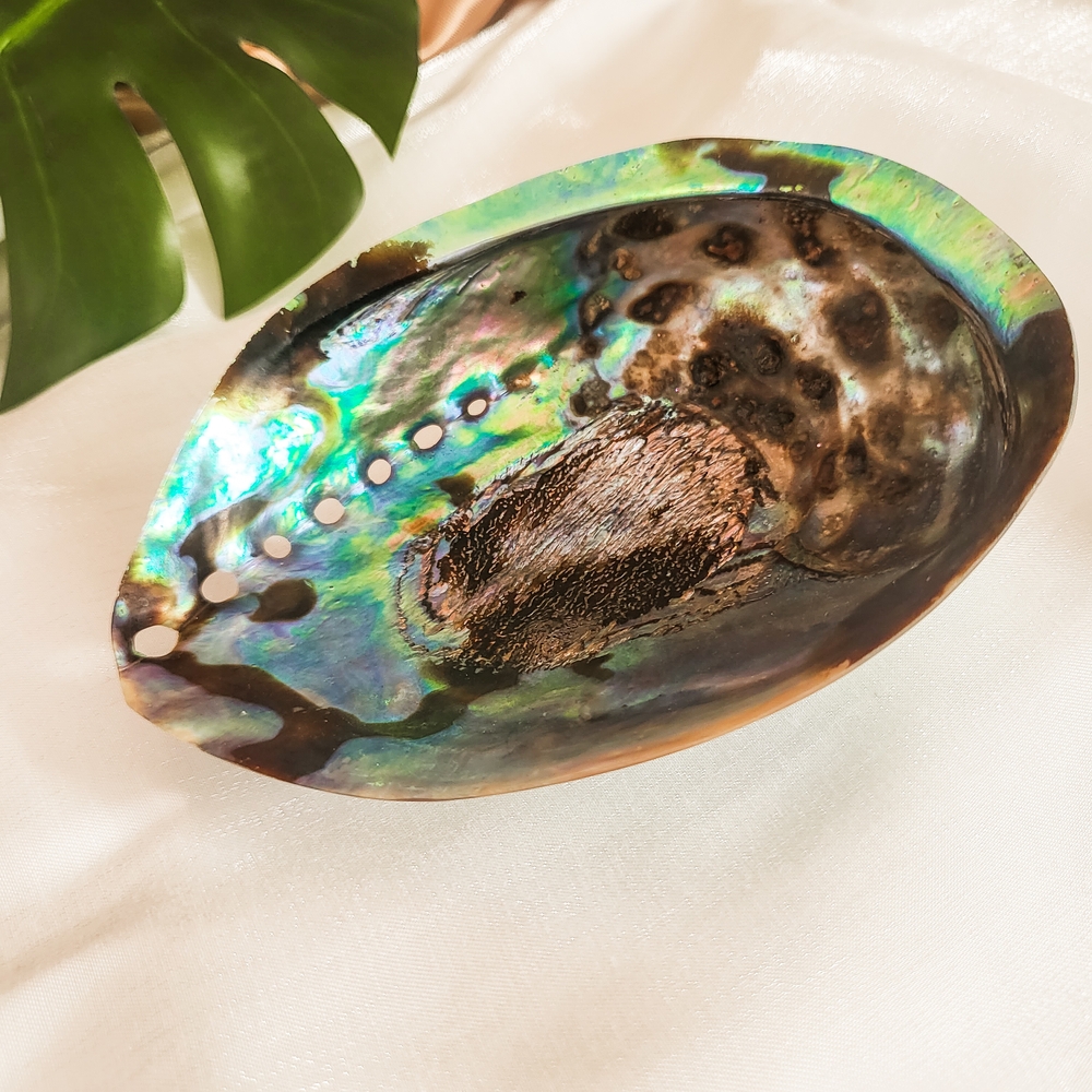 Iridescent Abalone Shell Home Accent